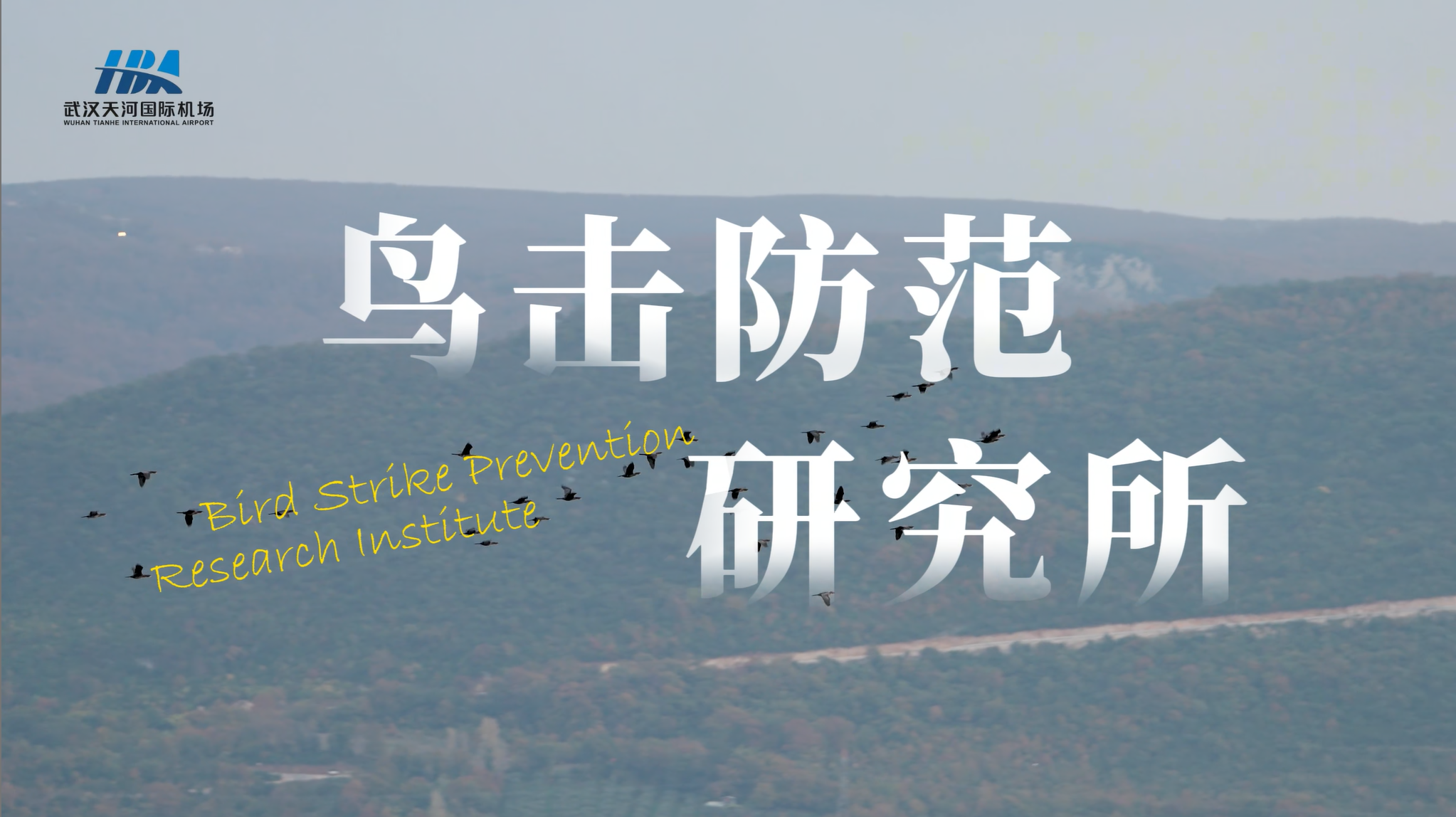鸟击防范“研究所”视频封面